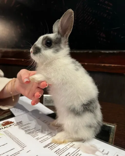 Healed by the Budapest Animal Café!!