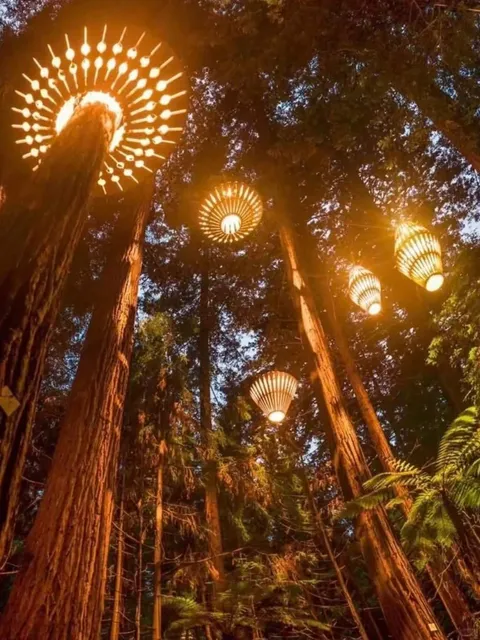 🇳🇿 Rotorua｜Redwoods Treewalk – A Breathtaking Canopy Adventure!