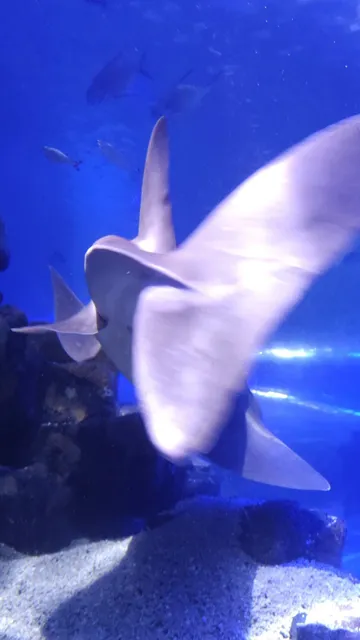 Birmingham Aquarium Experience 🐠🏟😅