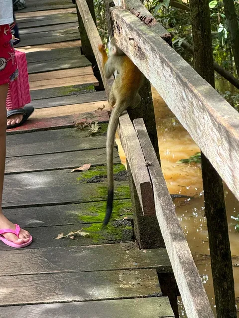 🇧🇷 Manaus Amazon Jungle Day Trip Adventure! 🌿🐬