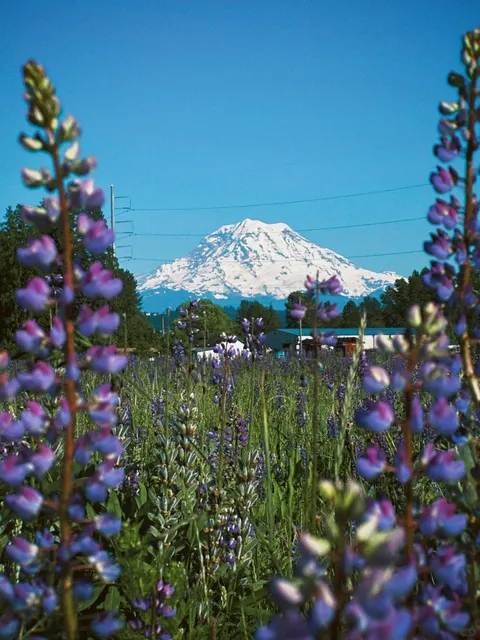 Seattle’s June Must-Visit Spots | 🪻 & 🏔️