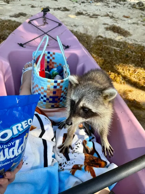 🇺🇸 Raccoon Island in Miami 👻