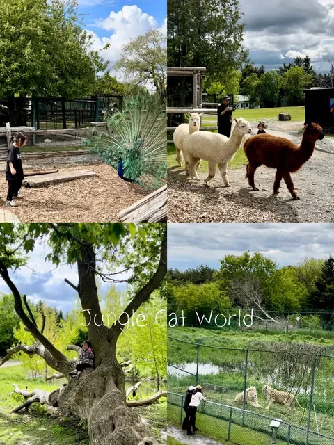 🐯 Toronto 1-Hour Drive | A Super Healing Farm-Style Wildlife Park 🦁 