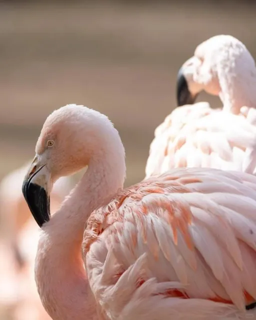 🌍🐾 Calgary Zoo: Where Animals Tell the World’s Story! 🦁❄️