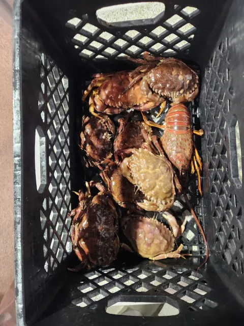 🦞 Two Nights of Lobster Fun Aboard the Alicia! 🌙🎣