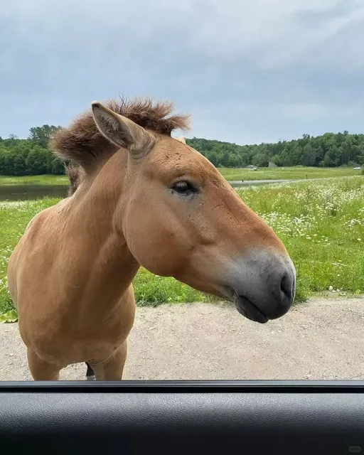 🇨🇦 ​​CANADA'S MUST-VISIT WILDLIFE ADVENTURE! Parc Omega 🦌🔥
