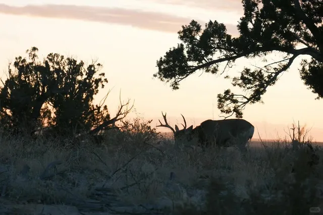 Bandelier National Monument – Where You Climb Ladders to Explore! 🪜🏜