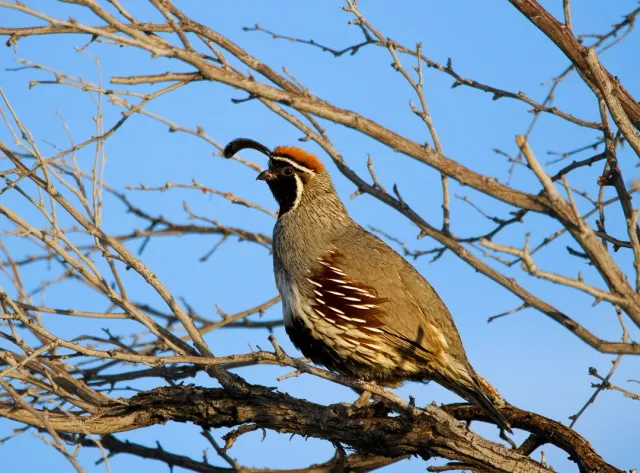 The Ultimate Birdwatching Experience! 🦜🌄