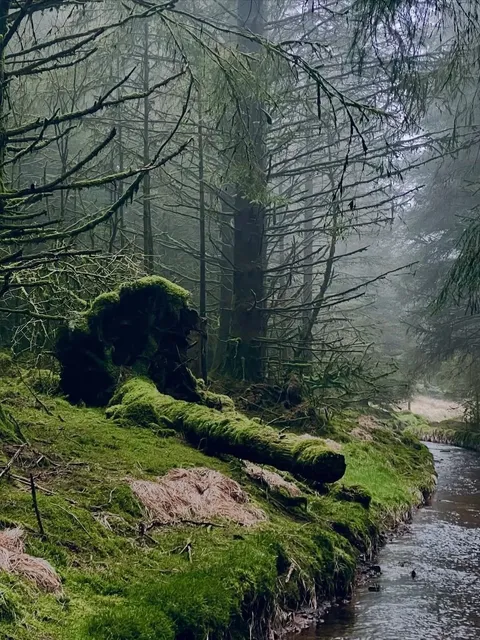 🇬🇧 UK Hiking: Step Into A Real-Life Enchanted Forest! 🌳✨