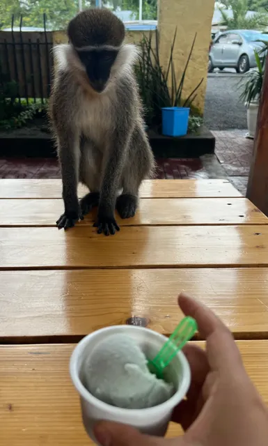 🇪🇹 Hawassa Stroll: Wildlife Shines Best Live!  😂