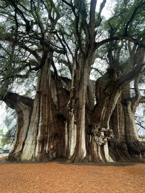 If my ancestors had planted this tree