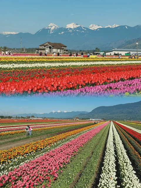 Around Vancouver | Great Spots for Kids in Abbotsford 