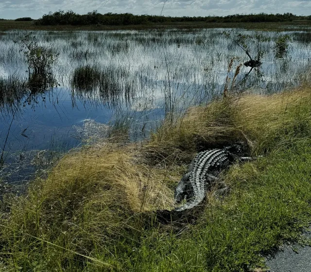 ​​Everglades National Park Guide | Wetland Adventures Near Miami​​ 🌿