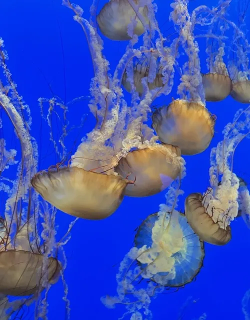 🏝 Monterey Day Trip (Tickets, Itinerary & Dining Guide)