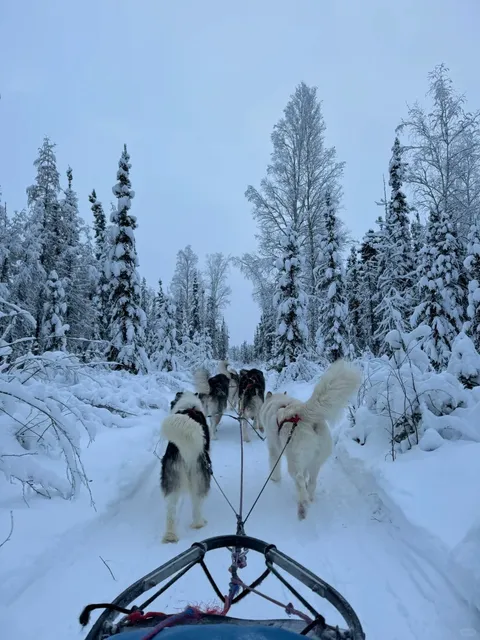 🐾 How Can There Be Such a Photogenic Pup?! 