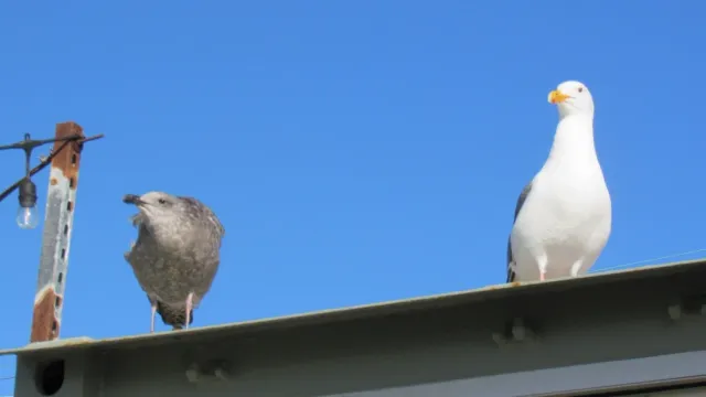 The Best Bay View in San Francisco 🌉✨