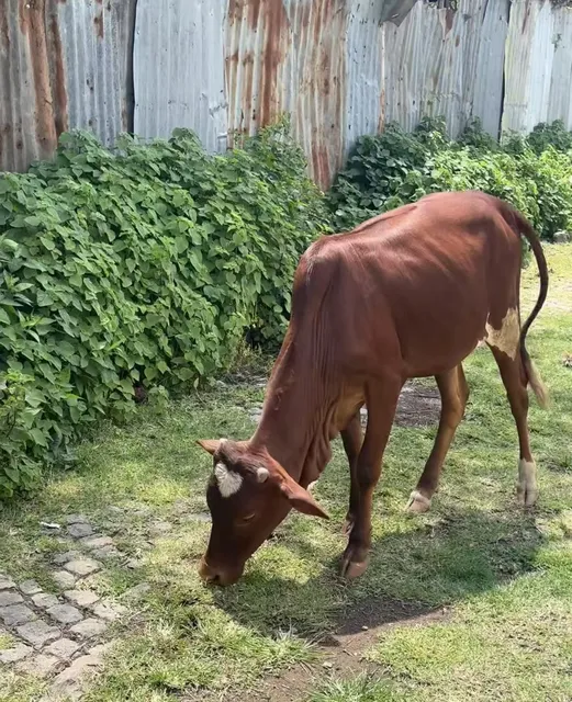 Ethiopia Travel Guide