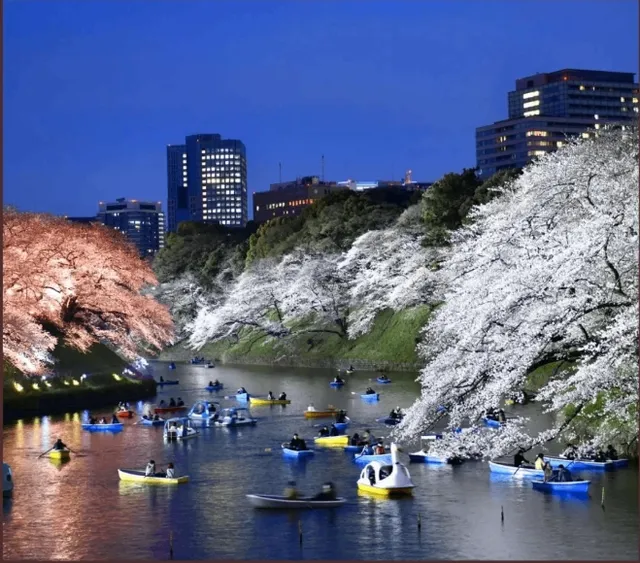 Chidorigafuchi: Tokyo’s Cherry Blossom Paradise 🌸🚣‍♀️