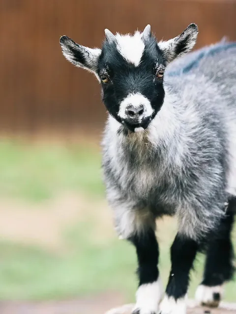Finnish Hidden Gem: Wooden Park 🌲🎫