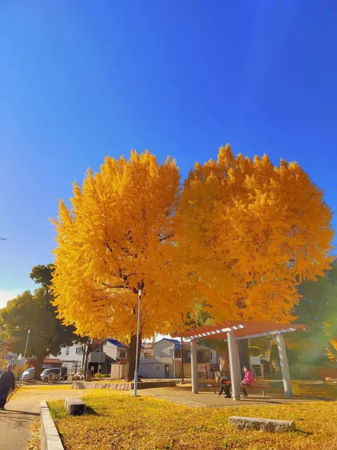 🏞️🌿 Current Status of Suga Shrine Ruins 🌸🍃