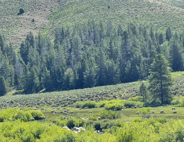  Jackson Town in Wyoming: A Place to Remember