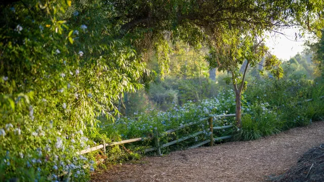 Oso Creek Trail: Orange County's Most Beautiful Autumn Hike 🍂  