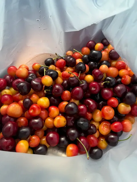 New York | Pick Cherries Before Summer Ends! 🍒🌞​​