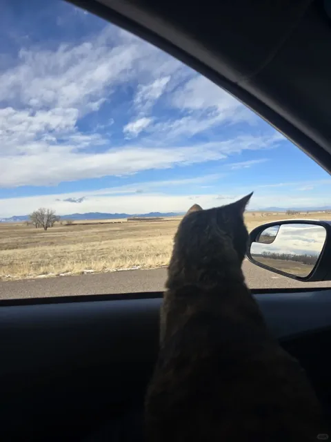 Hello from Denver, Colorado, USA! 🐱🏔️💕