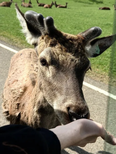 🇬🇧 Longleat Safari Park - An Unforgettable Wildlife Adventure! 🦁✨
