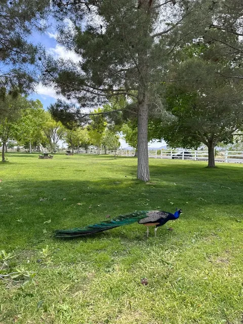 【Around Vegas】Chose Strong Winds Over Scorching Heat 🌬️😅