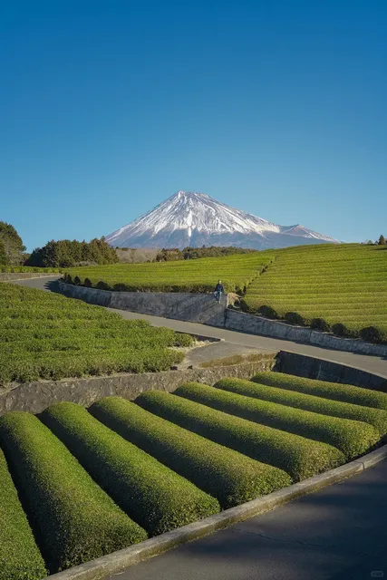 Fuji | Away from the Crowds, Enjoy Tea by Mount Fuji with a Grandpa 🌟