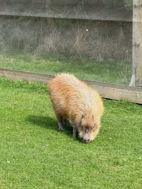 🇬🇧 Weekend Getaway: A Day Trip to Yorkshire Wildlife Park!