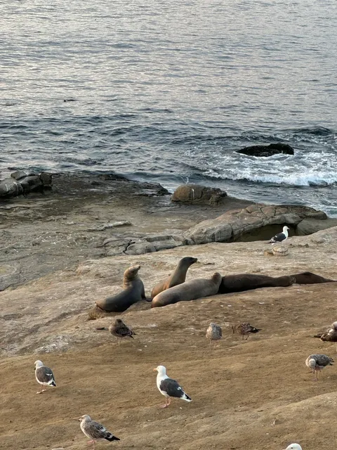 San Diego is So Relaxing… I Want to Move Here Again 🌊