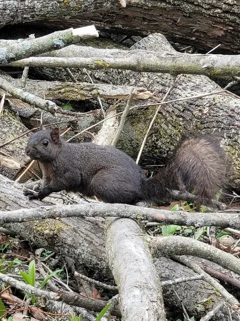 Discover Toronto's Hidden 'Zootopia' 🌿🦌: A Wildlife Wonderland Awaits!