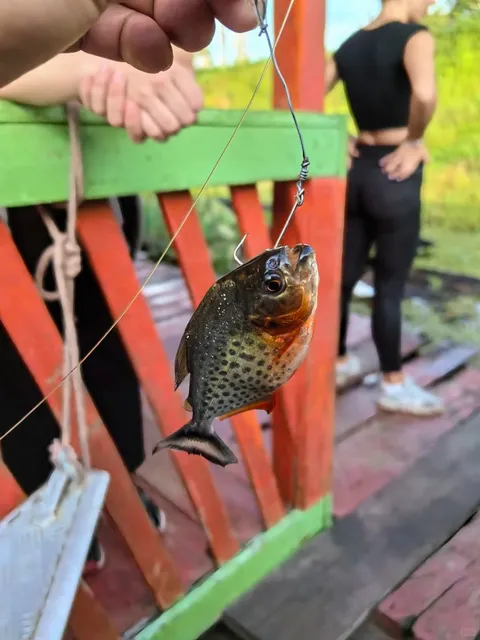 🇧🇷 Brazil - Amazon Rainforest - Manaus Adventure 🌿✈️