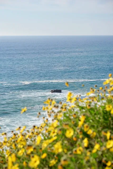 🌸 Spring Blooms in Palos Verdes Peninsula, LA