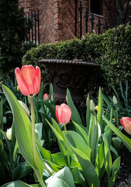 📷 A Spring Stroll Through Columbus Park