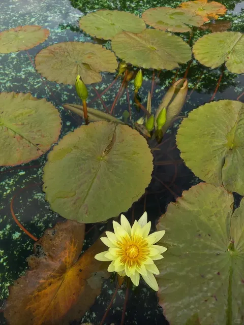 🇮🇹 Villa Taranto: Water Lilies in Bloom 🌸💦
