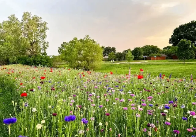 Dallas | Spring Flower Viewing Guide