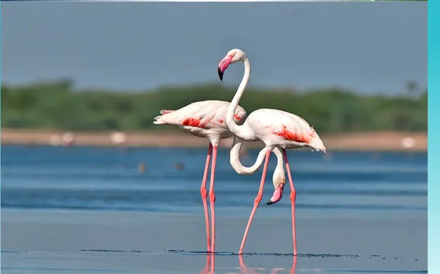 Sri lanaka's bird watching place