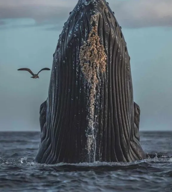 🇹🇴 Tonga: Where Giants Dance in the Pacific! 🐋✨