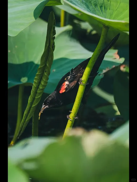 🦆 Monet-Worthy Wetlands in Concord | Great Meadows Wildlife Refuge  