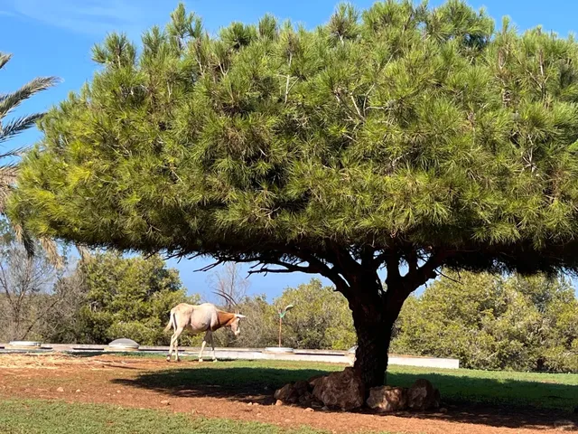 🇲🇦 National Zoo of Rabat | A Wild Adventure! 🦒🐘🦓