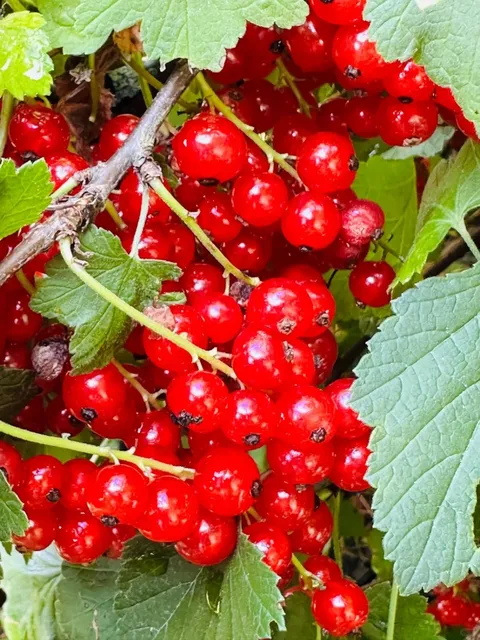 ​​Weekend Picking Adventure | Red Currants & Raspberries Galore! 🎉​​