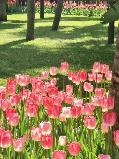  New Jersey April Exclusive! Monet-Style Tulip Gardens 🌷✨