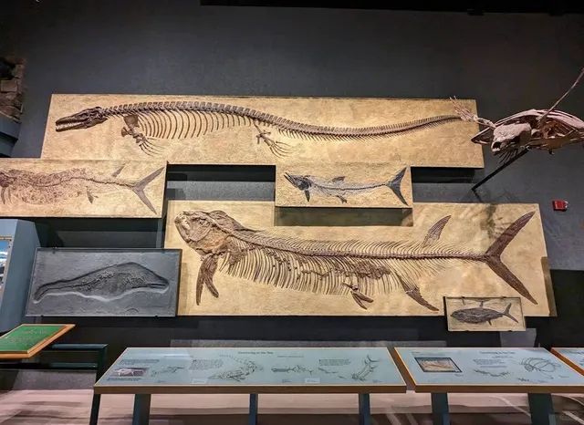 A Treasure Trove of Knowledge and Fun! 🌳🎉（1）