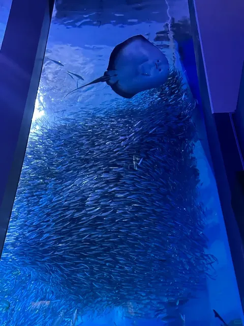 🐬 Yokohama Hakkeijima Sea Paradise Guide(1)