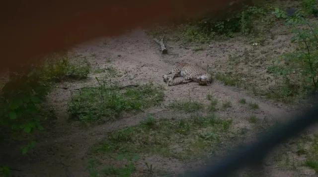 Nuremberg 🇩🇪 Zoo, a place where you can't lose! 👌