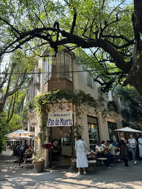 Mexico City Stay Recommendation: Roma Norte or Condesa 🏡🌿