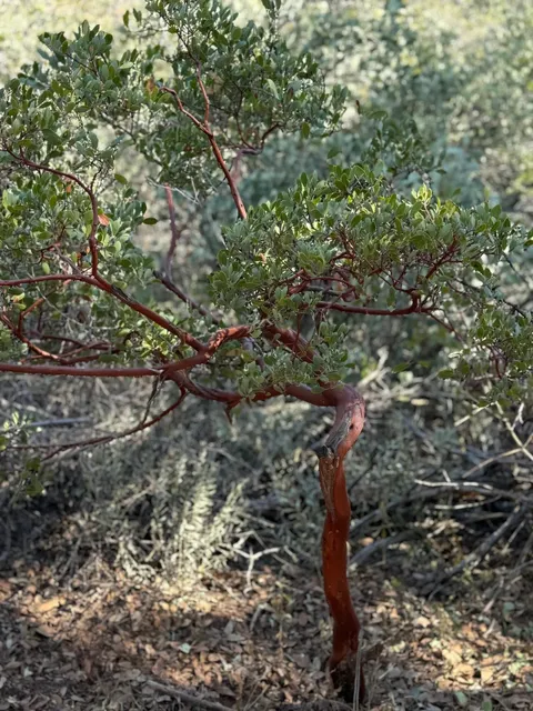 🌄 Enchanting & Beautiful Town of Sedona
